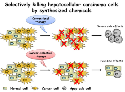 killing_hepatocellular_carcinoma_cells